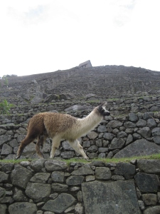 Llamas.  The Guardians of Machu Picchu.